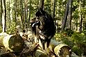 forest (1)